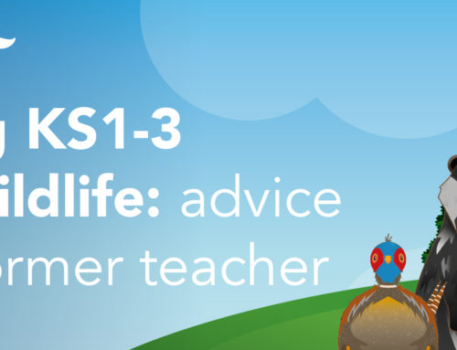 Teaching KS1-3 About Wildlife: Advice From a Former Teacher